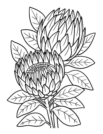 Premium vector proteas flower coloring page for adults