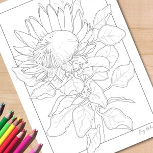 Protea colouring page king protea wildflower printable adult coloring page
