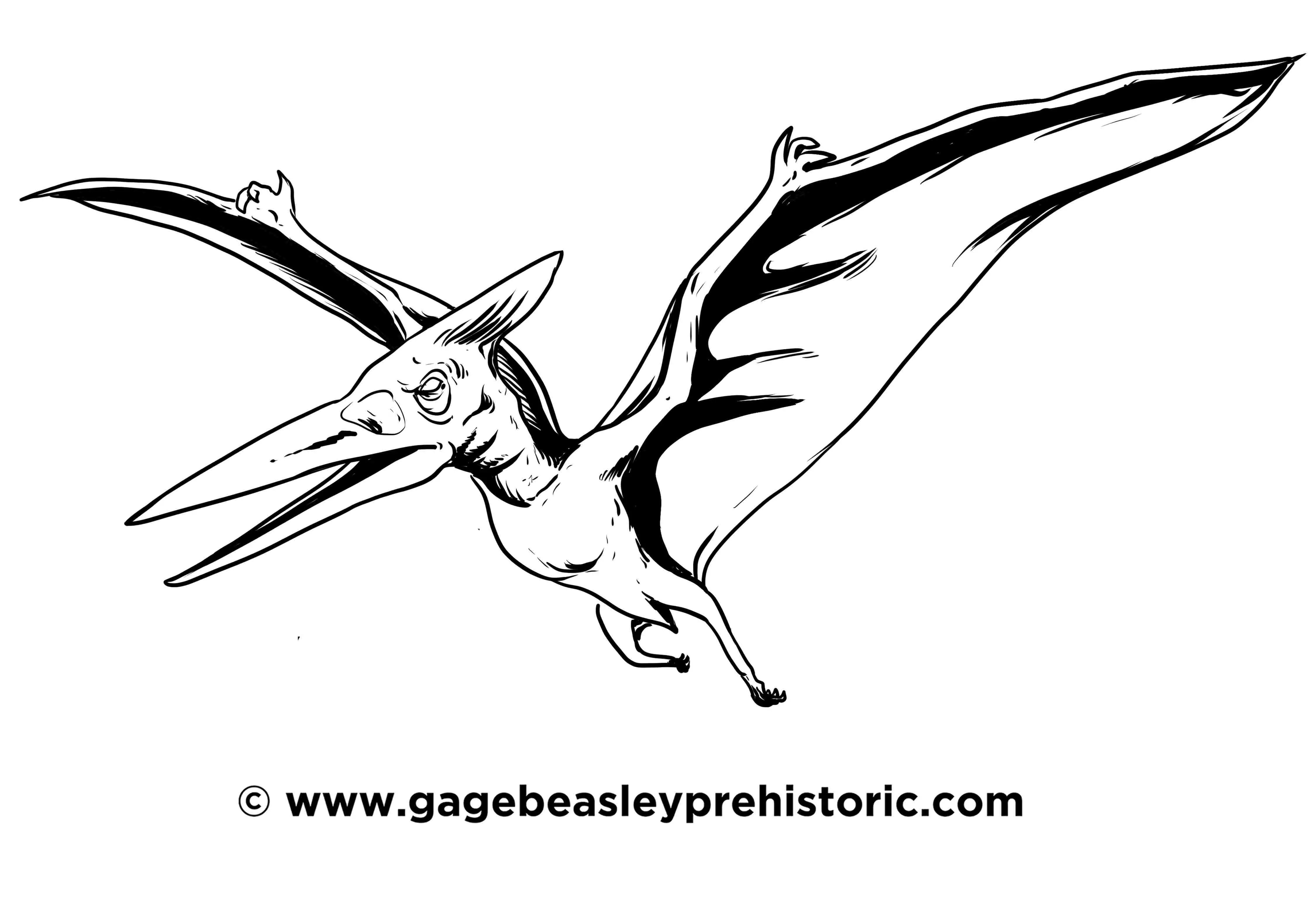 An ultimate guide to pteranodon the toothless wing