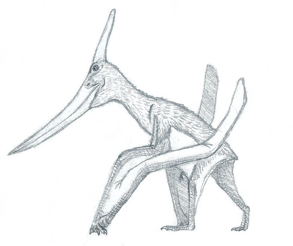 Walking pteranodon sketch by dinamosaur on