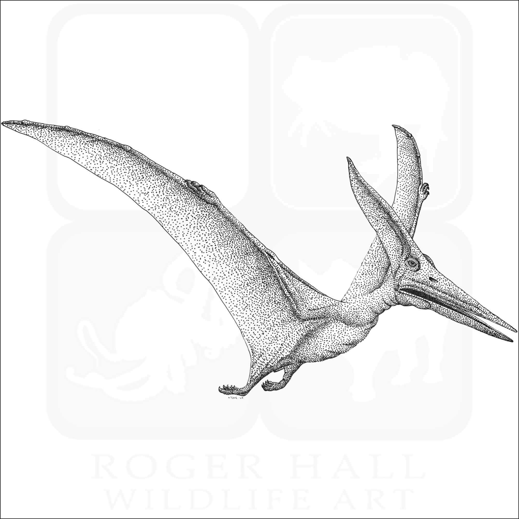 Pteranodon