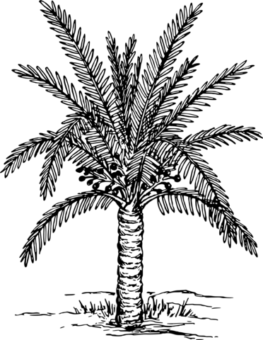 Vintage sago palm coloring page free printable coloring pages