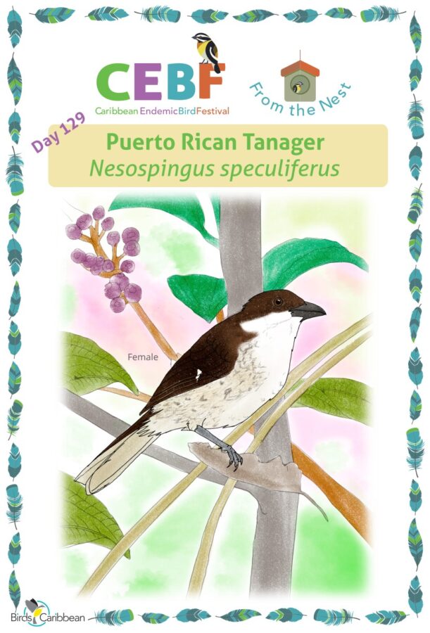 Caribbean endemic bird festival â