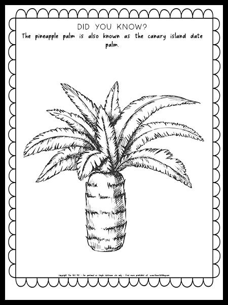 Sabal palm coloring page free printable â the art kit
