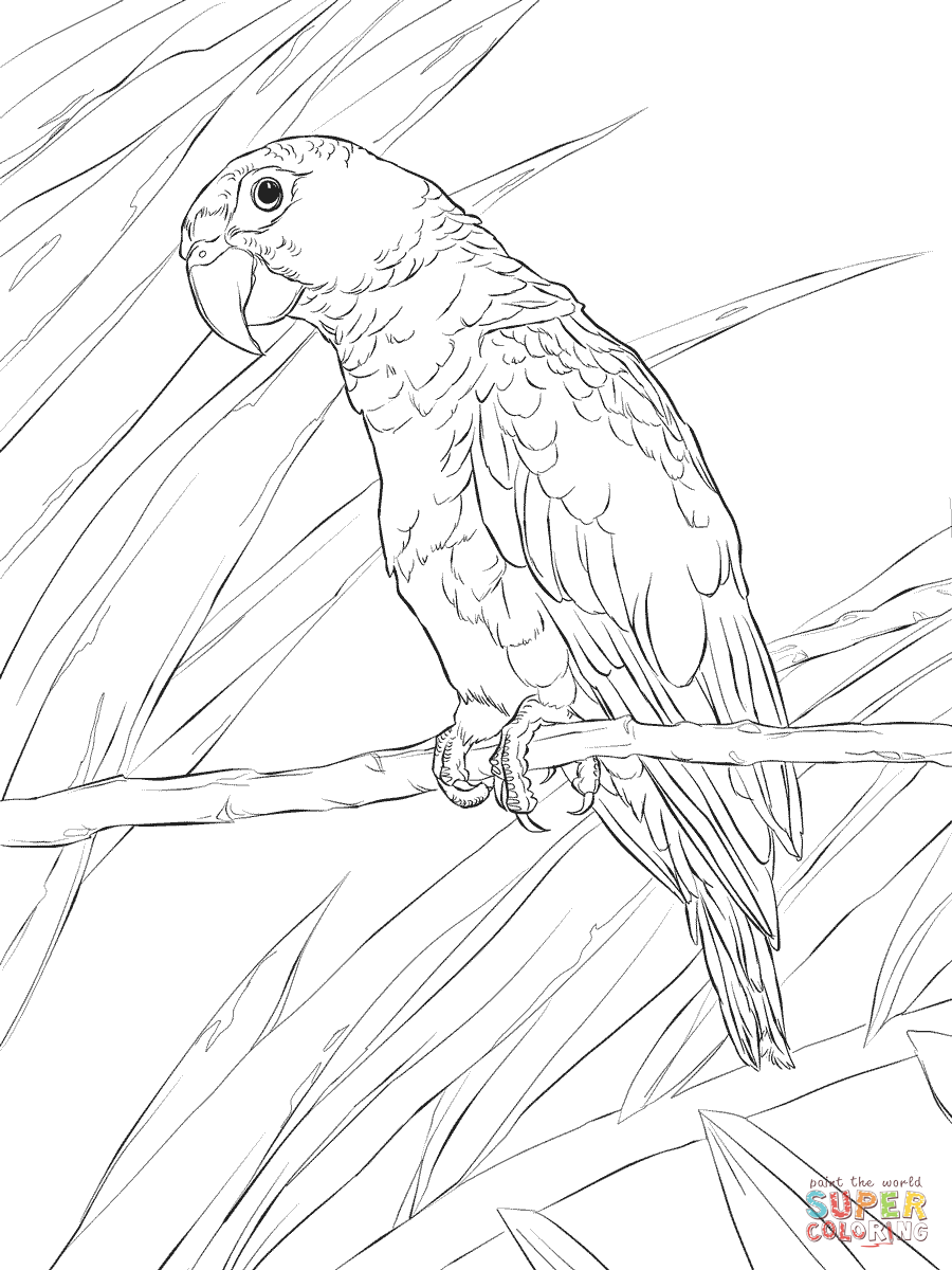 Puerto rican parrot coloring page free printable coloring pages