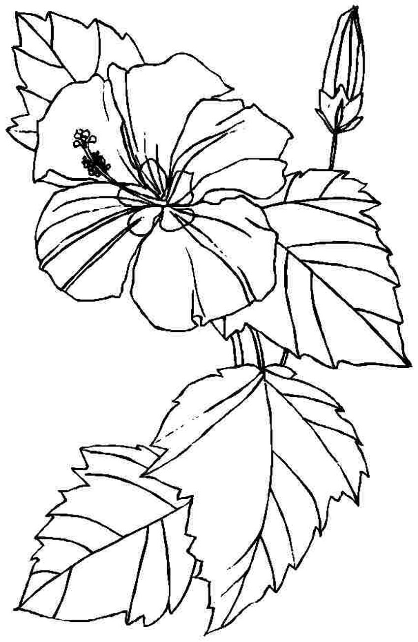 Free printable hibiscus coloring pages for kids