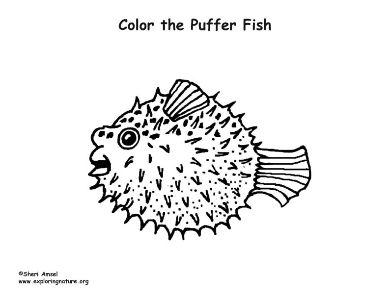 Puffer fish coloring page