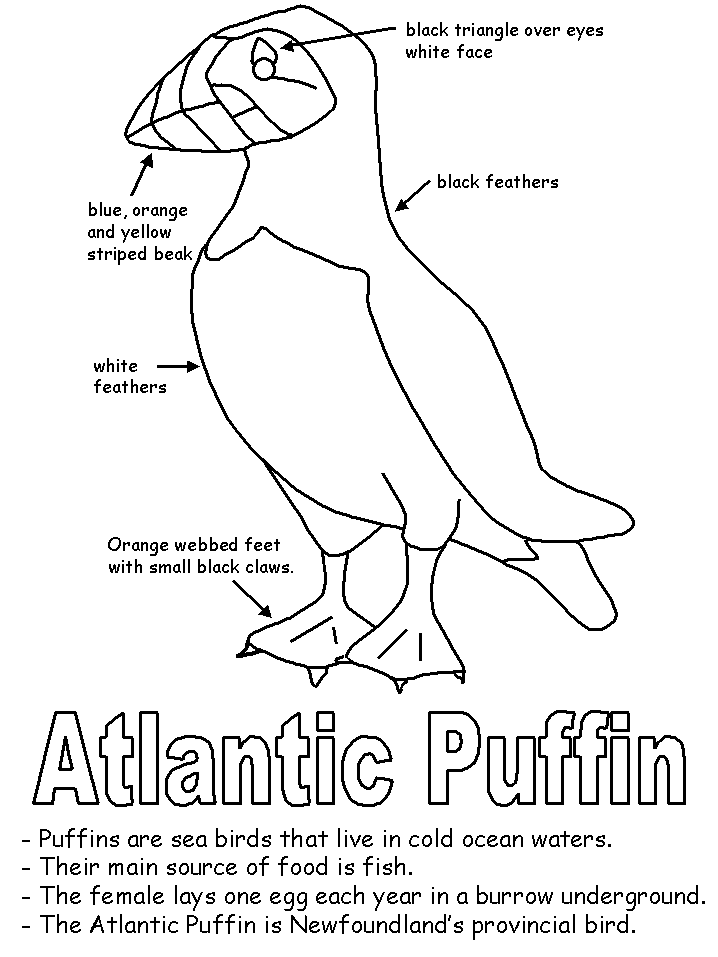 Puffin with labels