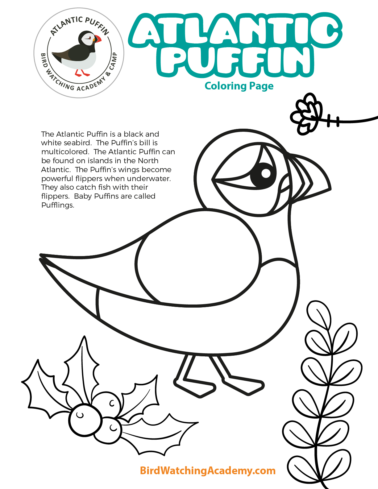 Atlantic puffin coloring page