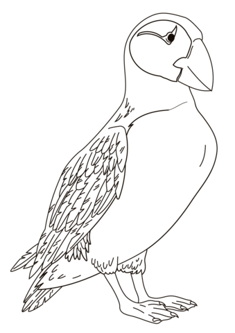 Atlantic puffin coloring page free printable coloring pages