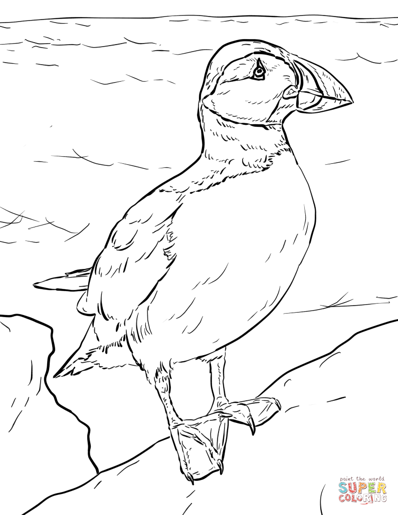 Atlantic puffin coloring page free printable coloring pages