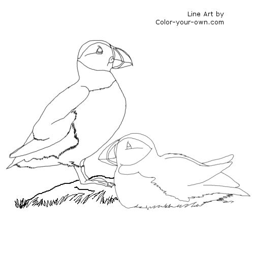 Puffins coloring page