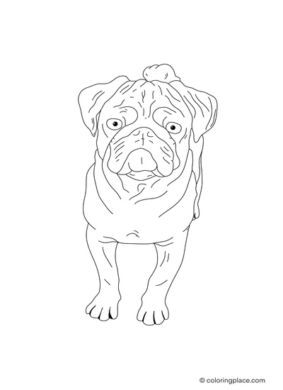 Pug coloring place