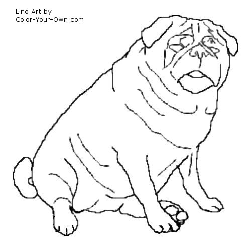 Pug dog coloring page