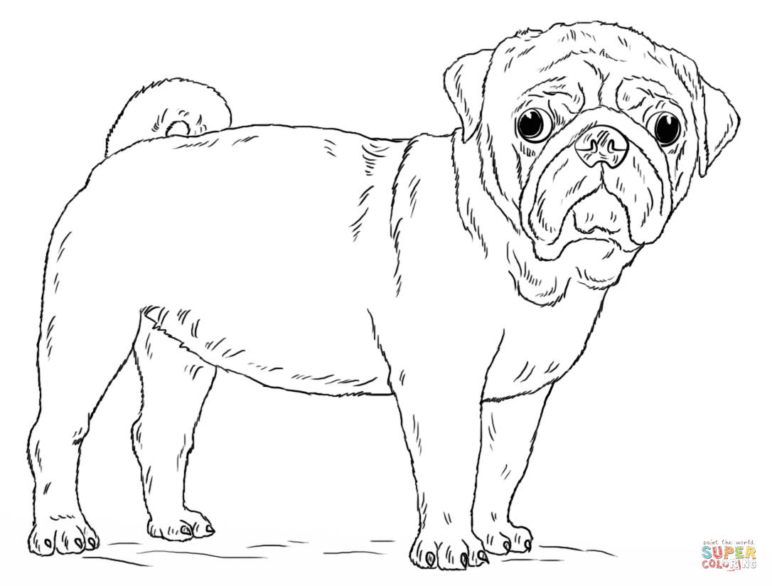 Cute pug dog coloring page free printable coloring pages