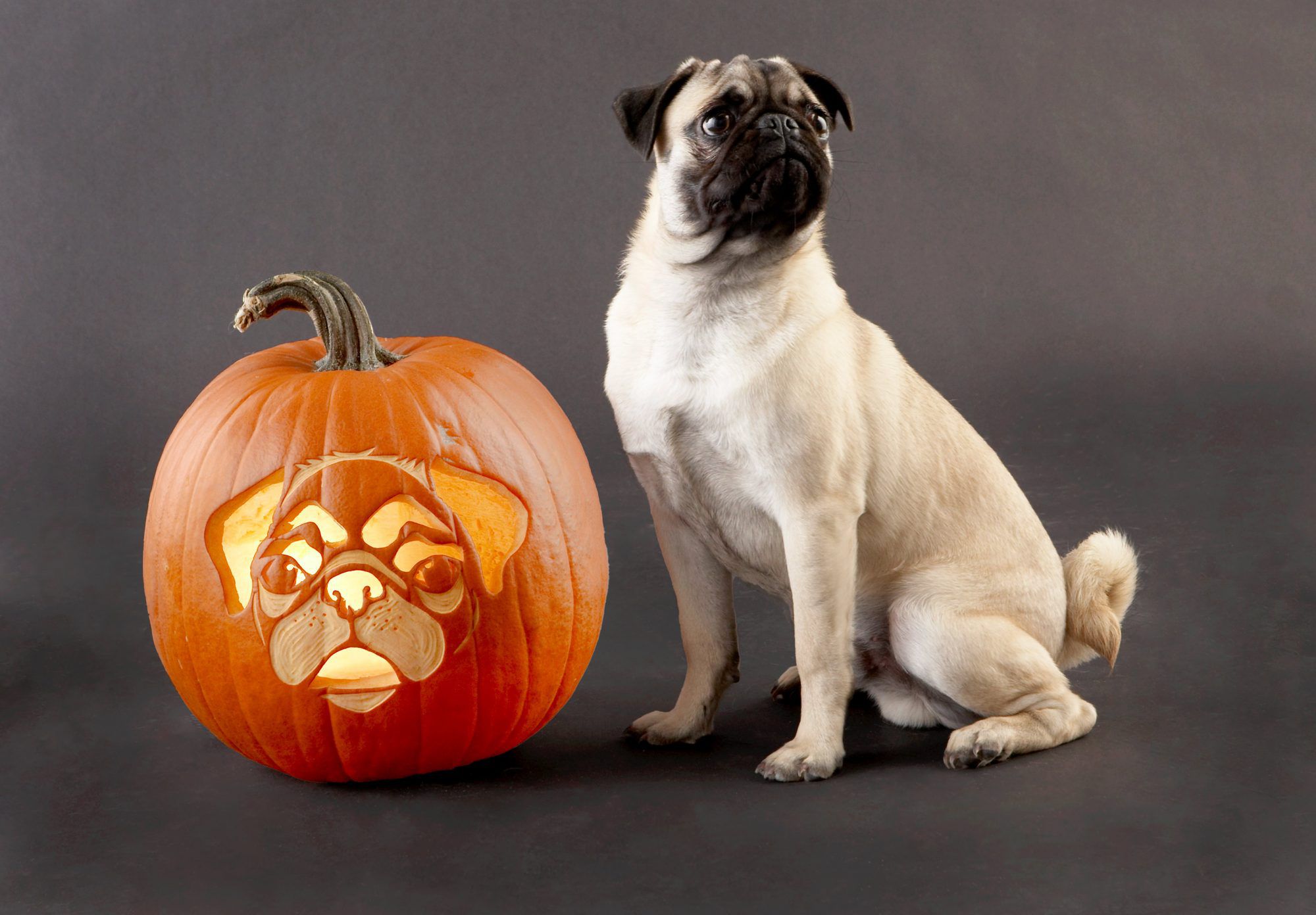 How to carve a pug pumpkin with our free printable stencil