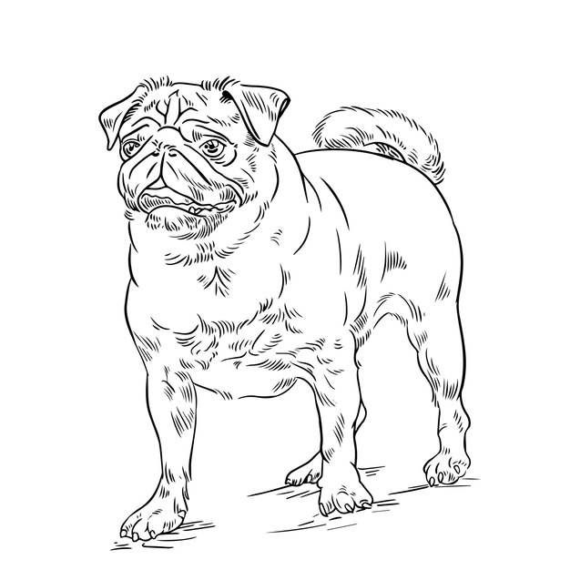 Premium vector pug dog vector sketch outline