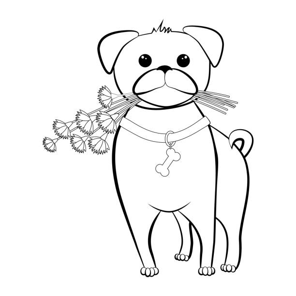 Pug coloring book stock photos pictures royalty