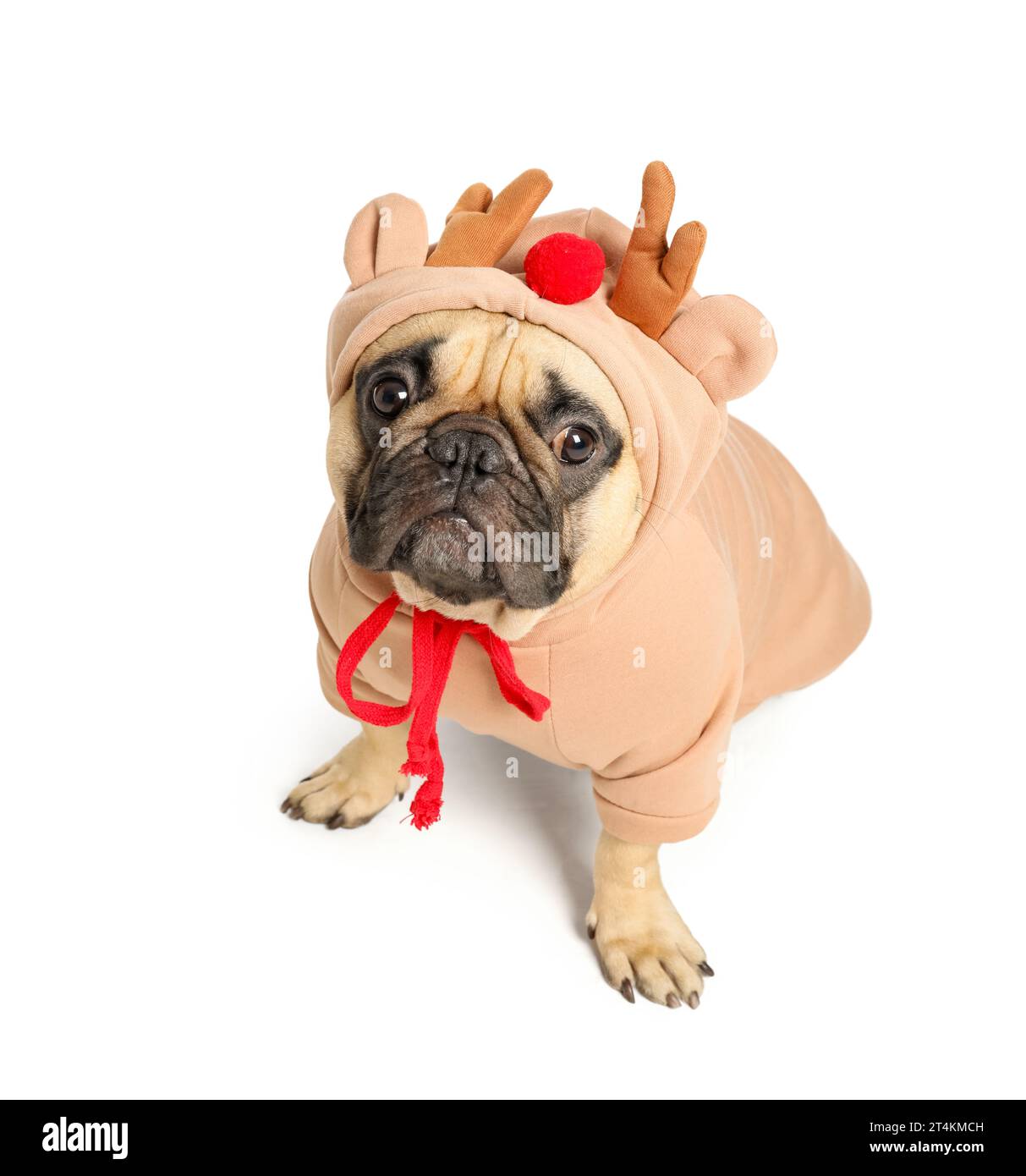 Pug in costume cut out stock images pictures