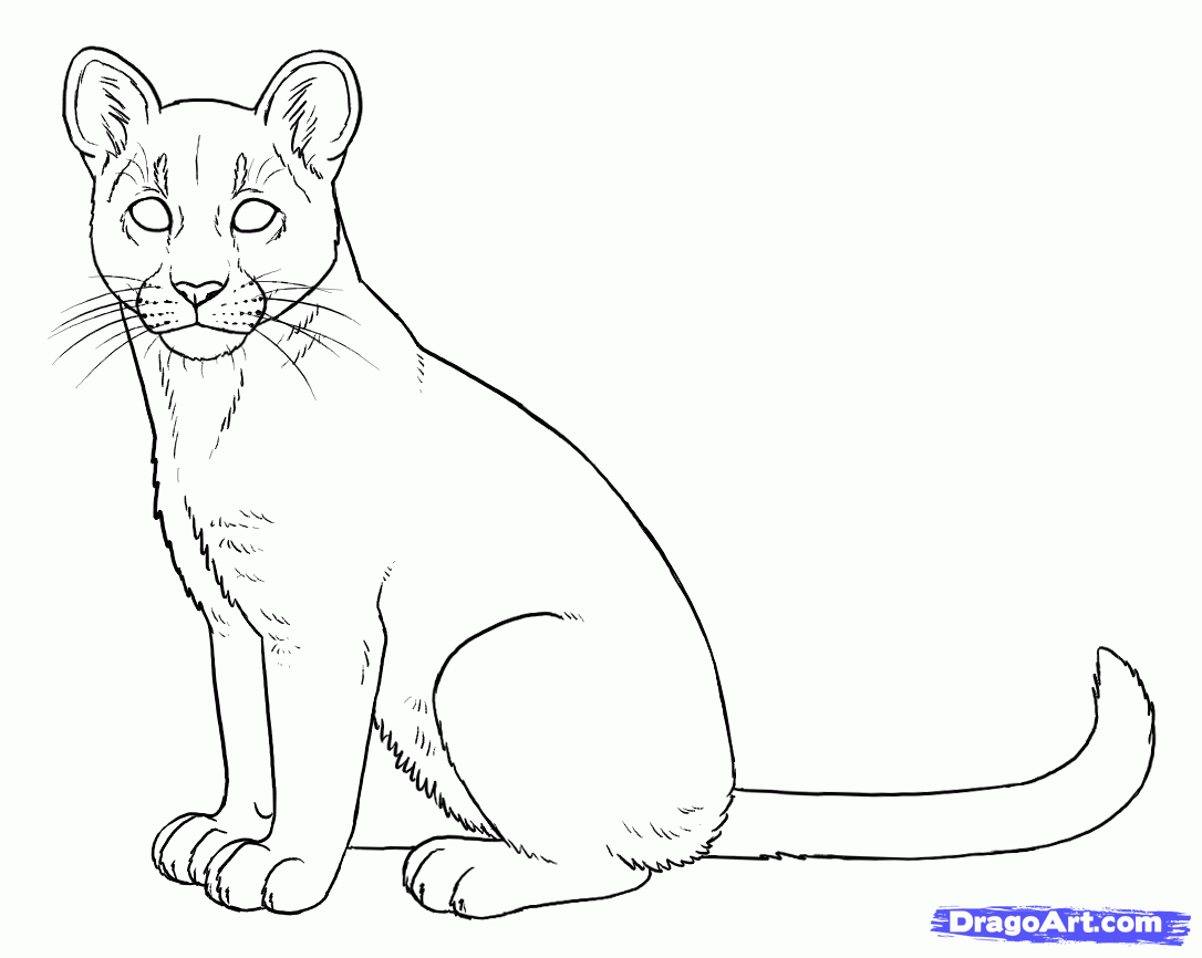 Puma coloring page