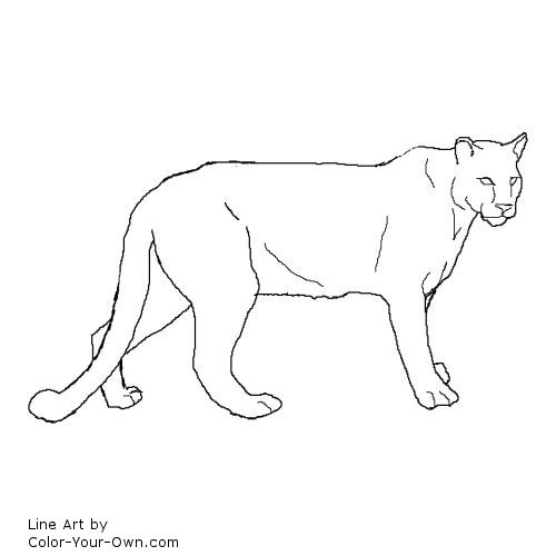 Cougar coloring page