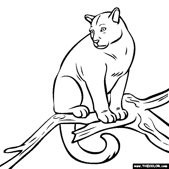 Puma coloring page coloring pages animal outline animal coloring pages