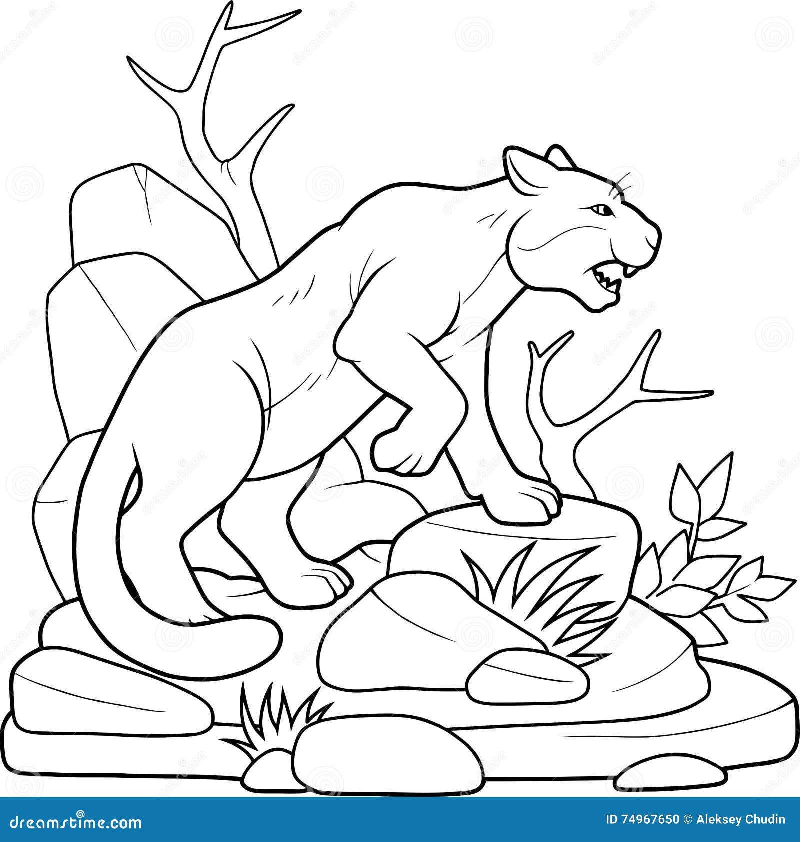 Cougar coloring stock illustrations â cougar coloring stock illustrations vectors clipart