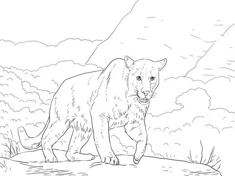 Crouching puma coloring page free printable coloring pages animal coloring pages puma animal black free printable coloring pages