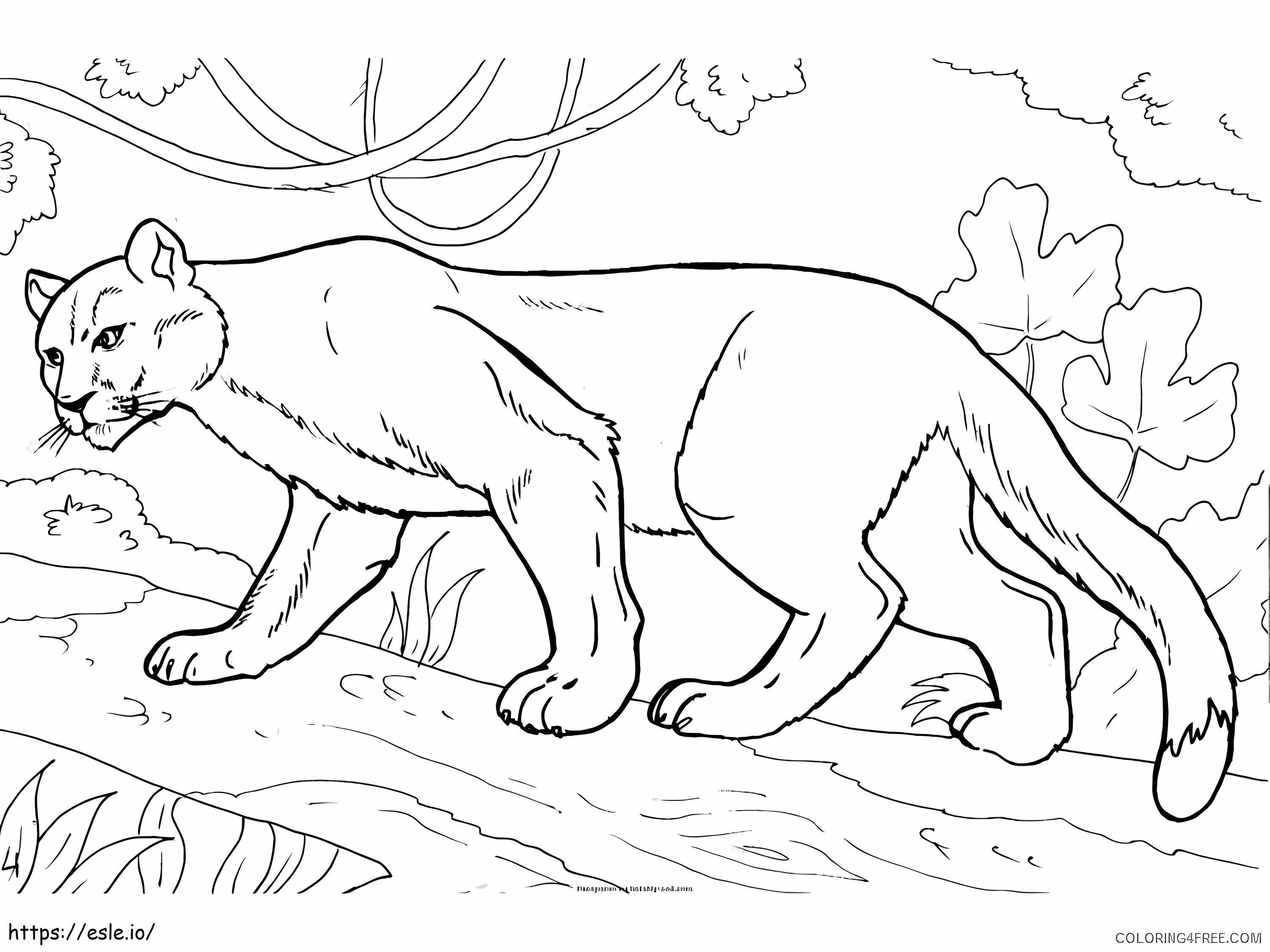 Puma normal coloring page