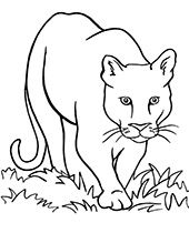 Cougar coloring page to print