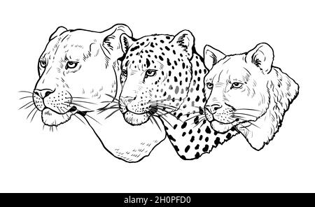 Portrait of lion leopard and puma digital template for coloring stock photo