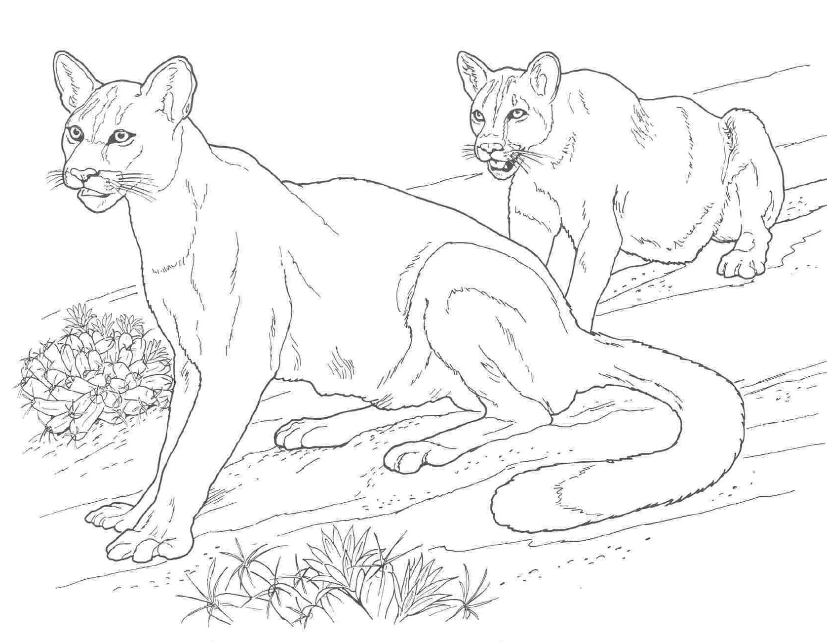 Animals on desert animals coloring lion coloring pages desert animals