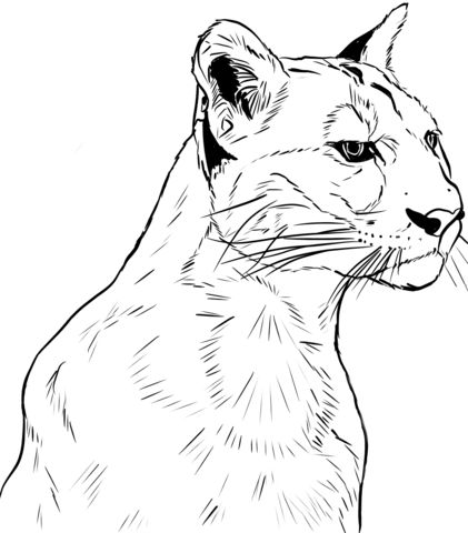 Face of puma coloring page coloring pages animal drawings free printable coloring pages