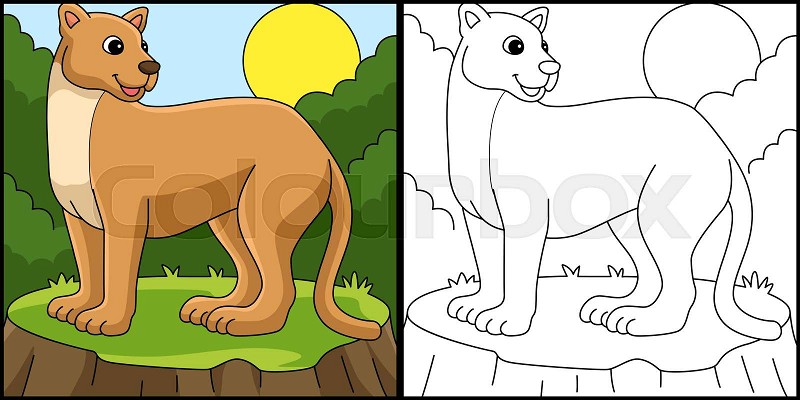 Puma animal coloring page colored illustration stock vector