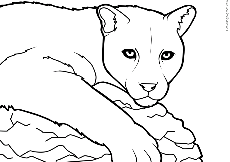 Pumas coloring pages