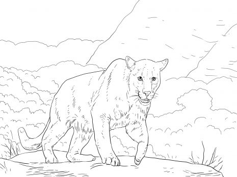 Crouching puma coloring page super coloring animal coloring pages puma animal black free printable coloring pages