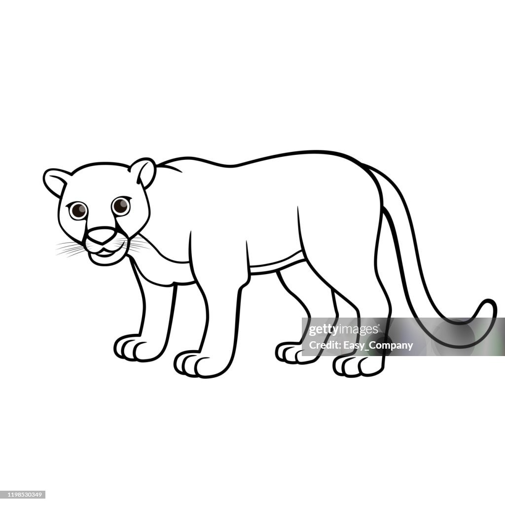 Vector illustration of puma isolated on white background for kids coloring book high