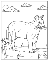 Puma coloring page cougar