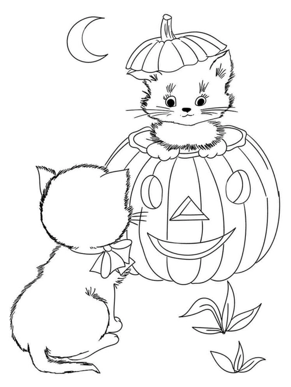 Ðï halloween cat in pumpkin