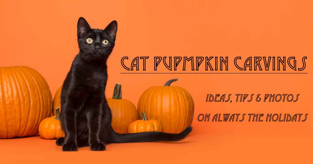 Cat pumpkin carvings