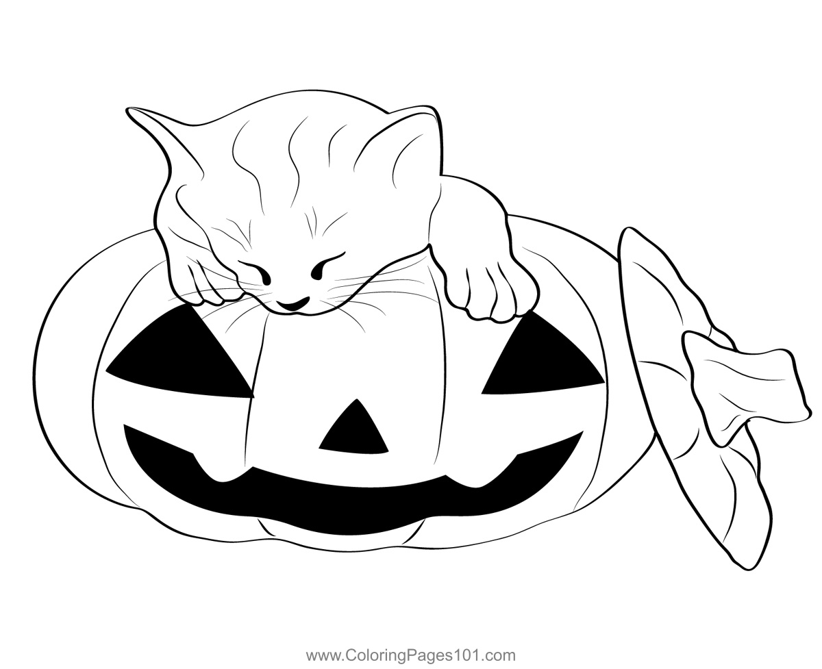 Cat over pumpkin coloring page for kids