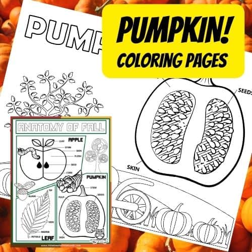 Parts of a pumpkin worksheet