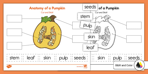 Anatomy of a pumpkin cut and paste activity teacher made