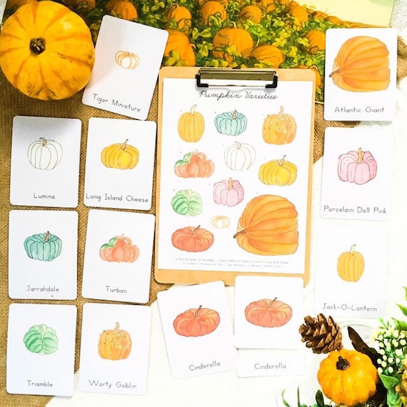 Pumpkin varieties montessori part cards homeschool flashcards halloween thanksgiving printables