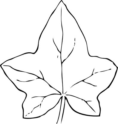 Ivy leaf template leaf coloring page fall coloring pages leaf template