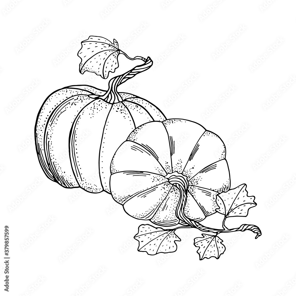 Outline vector pumpkins position black contour with white fill gourds and leaves autumn drawing for coloring page cards drsign market banner thanksgiving day vector