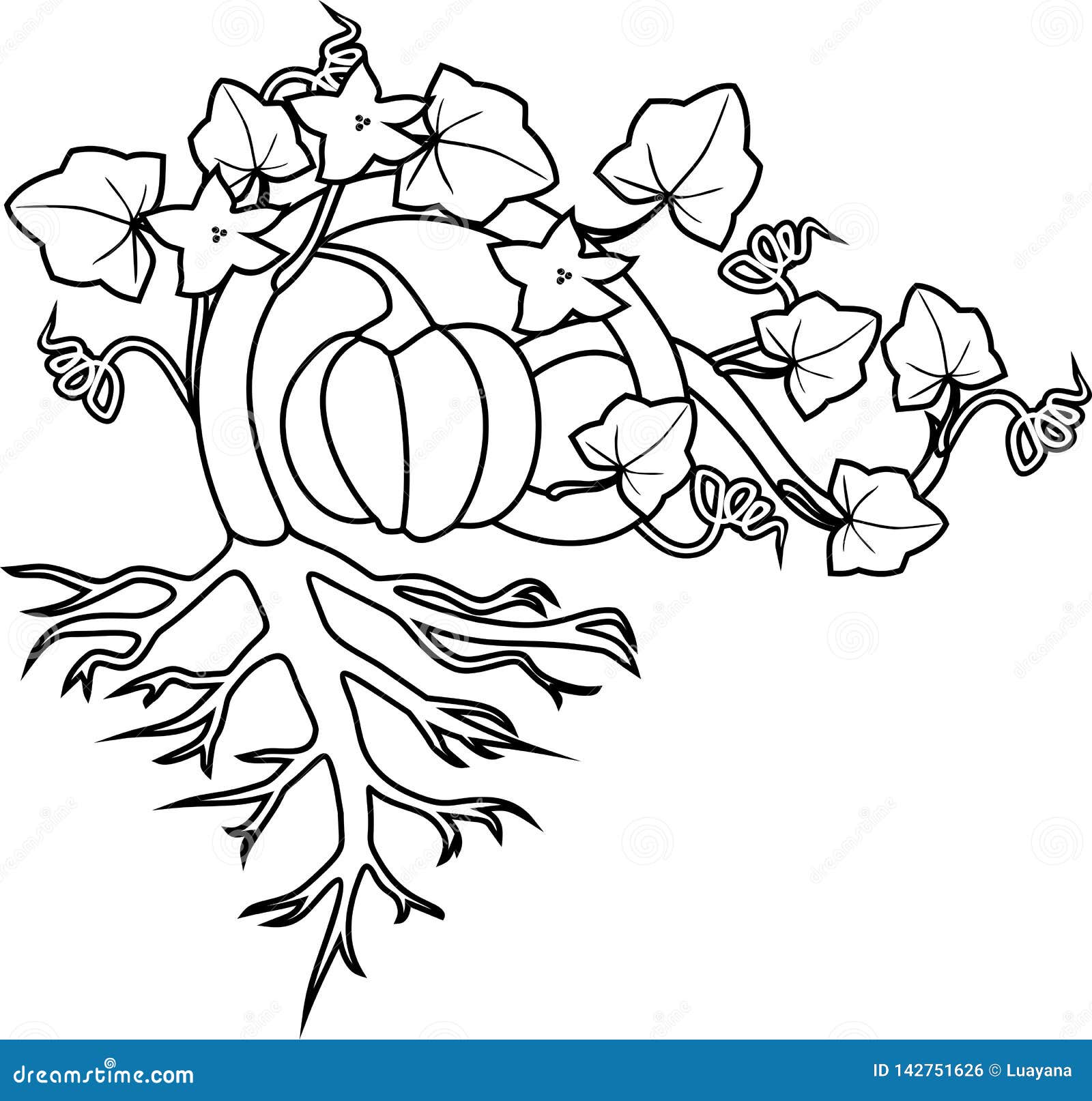 Coloring page with general view of pumpkin plant with fruit leaves flowers and root system stock vector