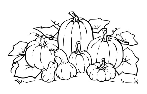 Vector pumpkin line art outline illustration for coloring pages coloring book pumpkins and gourds different sizes and various shapes vector