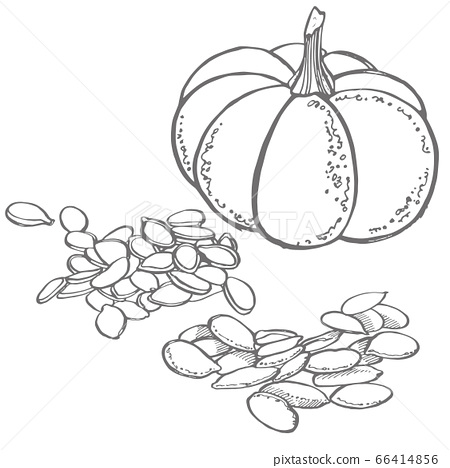 Pumpkins seeds vector superfood drawing