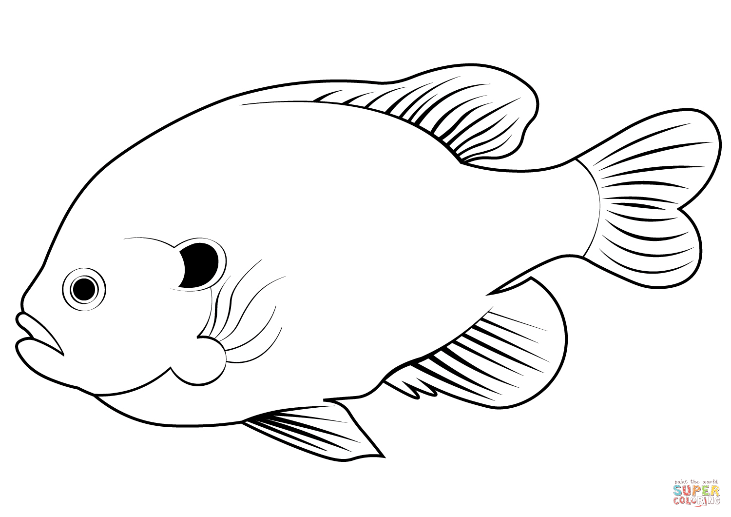 Pumpkinseed lepomis gibbosus coloring page free printable coloring pages